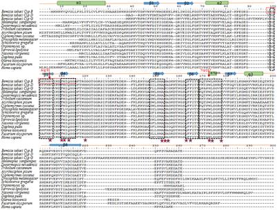 Implication of the Whitefly Bemisia tabaci Cyclophilin B Protein in the Transmission of Tomato yellow leaf curl virus